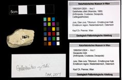 Foto (Objekt + Etiketten) von Galatheites zitteli (Moericke, 1889) 